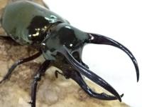 【WD】アトラスオオカブトペア