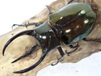 【WD】アトラスオオカブトペア