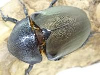 【WD】アトラスオオカブトペア