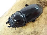カミジョウオオクワガタペア