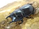 【WD】ティアンムニセヒラタクワガタ(Aulacostethus tianmuxing)ペア