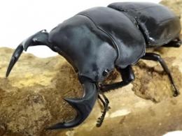 【菌糸入り】ミャンマーグランディスオオクワガタ幼虫　3頭セット