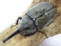 グラントシロカブトペア