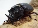 【WF1】【コスタリカ産】コルベヘラヅノカブト(コルベヒサシサイカブト)幼虫　3頭セット