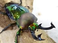 ニジイロクワガタペア