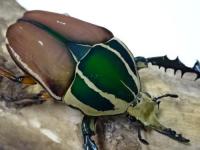 ウガンデンシスオオツノカナブン幼虫　3頭セット