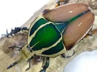 ウガンデンシスオオツノカナブン幼虫　3頭セット