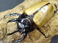 【WF1】ゴホンヅノカブトペア