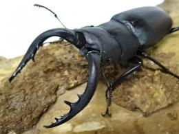 国産ノコギリクワガタペア