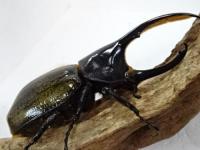 ヘラクレスパスコアリ幼虫　3頭セット