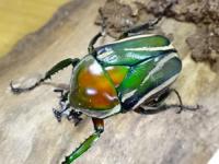 シロヘリオオツノカナブンペア