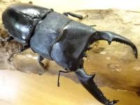 【WF1】パラワンオオヒラタクワガタ幼虫　3頭セット