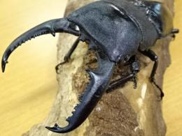 【大型】パラワンオオヒラタクワガタペア