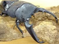 【大型】パラワンオオヒラタクワガタペア