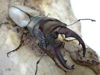【WF1】アルバーシホソアカクワガタ(パハンホソアカ)幼虫　3頭セット