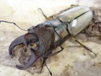 【WF1】アルバーシホソアカクワガタ(パハンホソアカ)幼虫　3頭セット