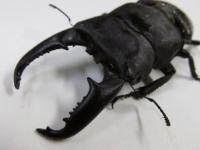 パラワンオオヒラタクワガタ(オス単品)