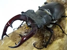 【WF1】【オーストリア産】ヨーロッパミヤマクワガタ(ケルブス)幼虫