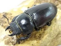 【WF1】【オーストリア産】ヨーロッパミヤマクワガタ(ケルブス)幼虫　3頭セット