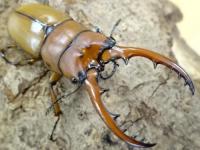 【WF1】アスタコイデスノコギリクワガタ(原名亜種)幼虫　3頭セット