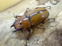 【WF1】アスタコイデスノコギリクワガタ(原名亜種)幼虫