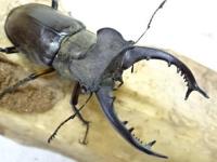 【WF1】タカサゴミヤマクワガタ幼虫　3頭セット