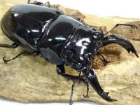レギウスオオツヤクワガタペア