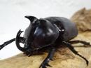 【WF1】エンドウゴホンヅノカブトペア