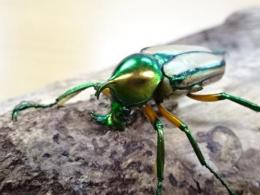 【WD】セブヒメカブトハナムグリペア