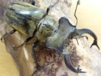 【WF1】セリケウスミヤマクワガタ(オオバヤシ)幼虫　4頭セット