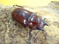 【WF1】アスタコイデスノコギリクワガタ(カスタネウス)幼虫　3頭セット