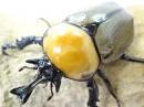 ヨツボシヒナカブトペア(♂明黄色♀褐色紋タイプ)