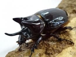 ロンギチョンペルスミツノカブトペア