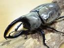 【WF1】グラントシロカブトペア