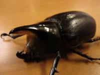 サタンオオカブトペア