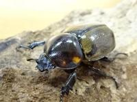 【WF1】ヨツボシヒナカブトペア(褐色紋タイプ)