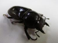 サキシマヒラタクワガタ