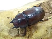 【WD】アスタコイデスノコギリクワガタ(pallidipennis)ペア