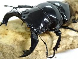 タランドゥスオオツヤクワガタペア