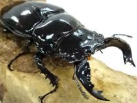 【大型】タランドゥスオオツヤクワガタペア