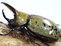 ミヤシタシロカブト幼虫　3頭セット
