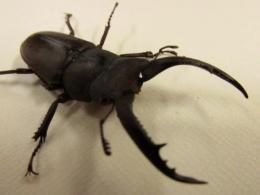 グラキリスノコギリクワガタペア
