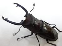 ブッダノコギリクワガタペア