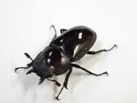ブッダノコギリクワガタペア