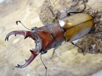【WD】【広西壮族自治区産】不明種ホソアカクワガタペア