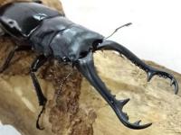 【WF1】ギラファノコギリクワガタ(原名亜種)幼虫　4頭セット