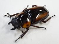 サバゲノコギリクワガタペア