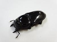 パラワンオオヒラタクワガタペア