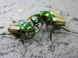 【WF1】セブヒメカブトハナムグリ幼虫3頭セット