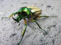 【WF1】セブヒメカブトハナムグリ幼虫3頭セット